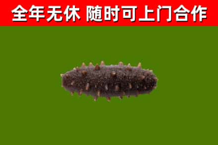 夏津回收海参干